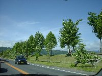 �z�K�Ή����ɂ����̖؂�����ł��܂�